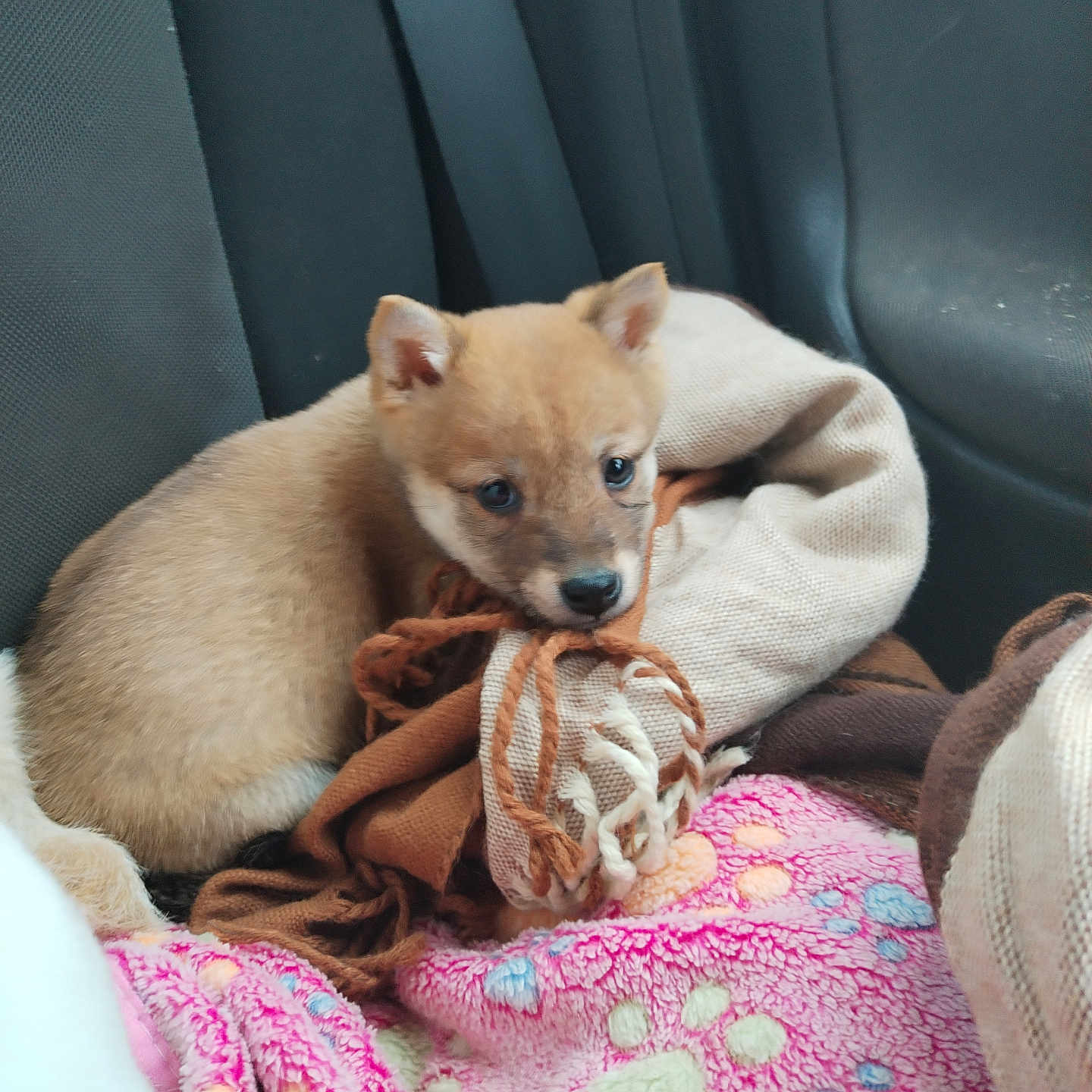 Vedette a rejoint le concours — aidez-le/la à gagner de superbes lots ! blanket, brown, car_seat, comfort, companion, cozy, cute, dog, domestic_animal, fur, indoor, patterned_blanket, pet, pink, puppy, resting, seat_belt, small_animal, snuggling, young_animal
