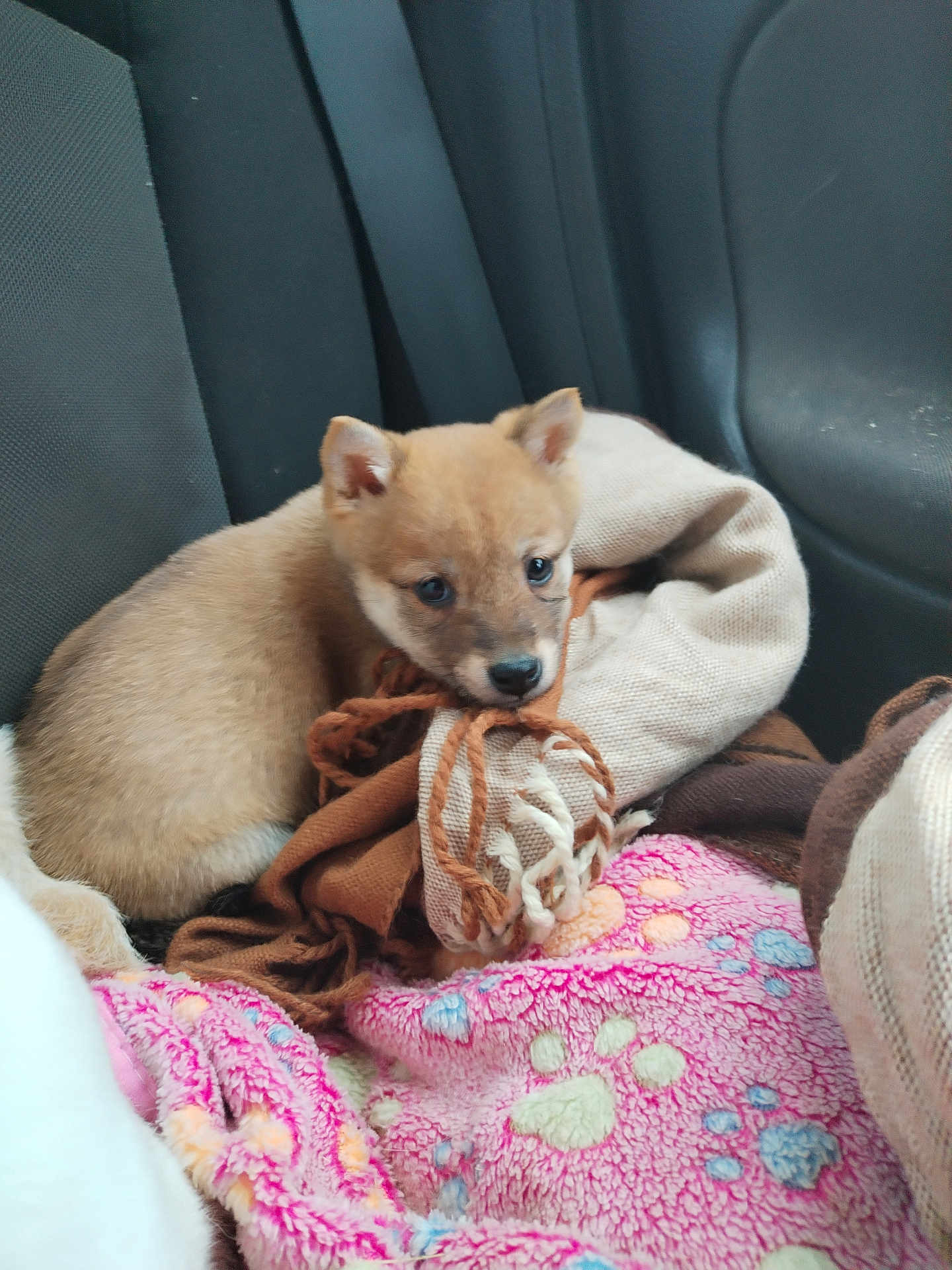 Vedette a rejoint le concours — aidez-le/la à gagner de superbes lots ! blanket, brown, car_seat, comfort, companion, cozy, cute, dog, domestic_animal, fur, indoor, patterned_blanket, pet, pink, puppy, resting, seat_belt, small_animal, snuggling, young_animal