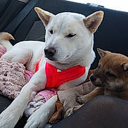 Vedette a rejoint le concours — aidez-le/la à gagner de superbes lots ! animal, blanket, brown_dog, car_interior, companions, cozy, cute, dog, ears, fur, harness, indoors, pet, puppy, relaxed, resting, seat, tail, transport, white_dog