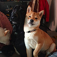 Vedette a rejoint le concours — aidez-le/la à gagner de superbes lots ! animal, black_dog, canine, coat, collar, companion, couch, cute, dog, domestic_animal, friendship, fur, furniture, household, indoor, indoors, mammal, pet, pet_friendly, tan_dog