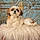 Cookie Francis