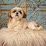 Cookie Francis is registered to the contest to win money with this photo: animal, brown_fur, companion, cozy, cushion, cute, decorative_background, dog, fluffy, furniture, indoor, looking_up, patterned_wall, pet, portrait, relaxed, sitting, small_dog, soft_texture, white_fur