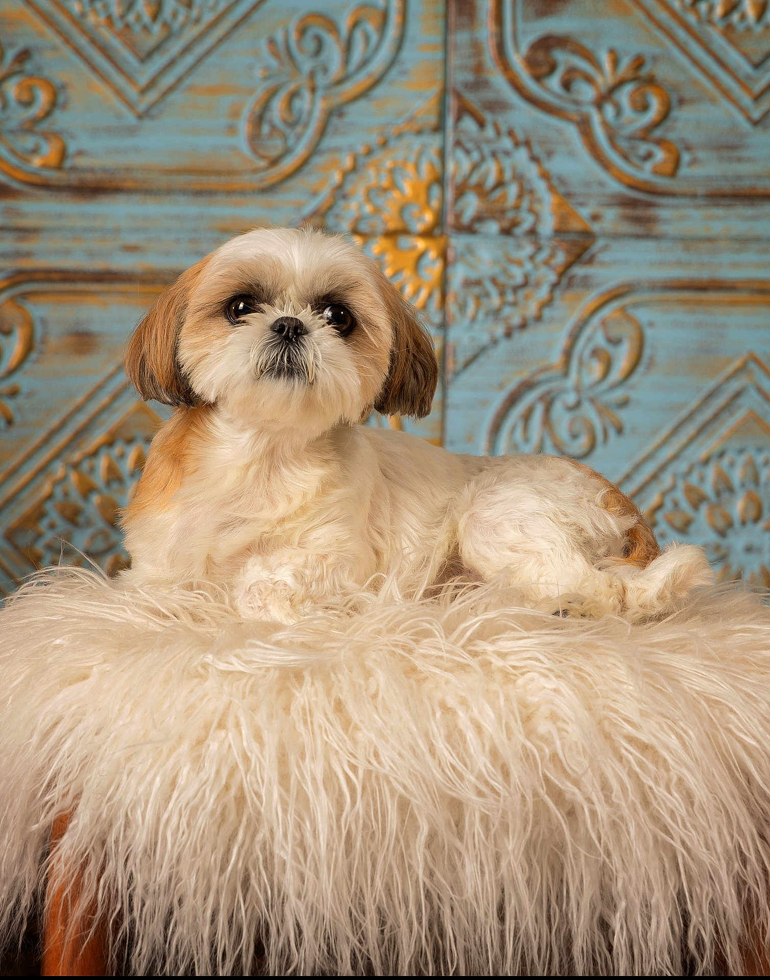 Cookie Francis