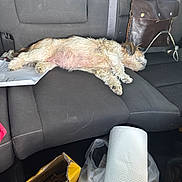 Cookie Francis joined the competition — help win amazing prizes! backseat, black_seat, box, car_interior, casual, dog, domestic_animal, furry, indoor, leather_bag, messy, nails, paper_towels, pet, relaxed, resting, seatbelt, side_view, sleeping, vehicle