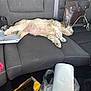 backseat, black_seat, box, car_interior, casual, dog, domestic_animal, furry, indoor, leather_bag, messy, nails, paper_towels, pet, relaxed, resting, seatbelt, side_view, sleeping, vehicle