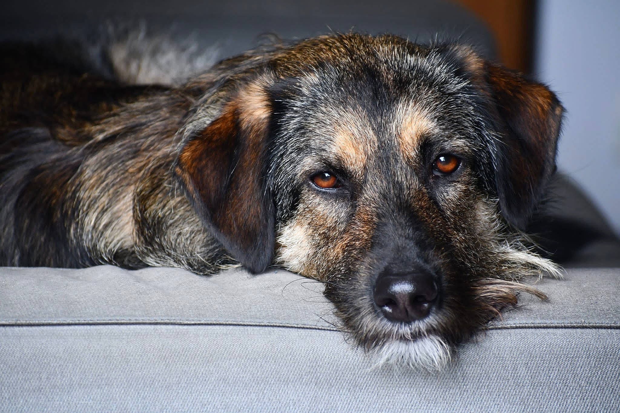 Bullitt participe au concours pour gagner de l'argent avec cette photo : canidae, carnivore, companion_dog, dog, dog_breed, eye, fur, head, paw, plant, puppy, small_terrier, snout, sporting_group, street_dog, terrestrial_animal, terrier, whiskers, working_dog, working_terrier