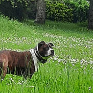 Jean François Graton a rejoint le concours — aidez-le/la à gagner de superbes lots ! dog, brown, white, grass, flowers, meadow, trees, bushes, outdoor, nature, canine, animal, collar, alert, standing, green, spring, park, field, pet