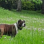 dog, brown, white, grass, flowers, meadow, trees, bushes, outdoor, nature, canine, animal, collar, alert, standing, green, spring, park, field, pet