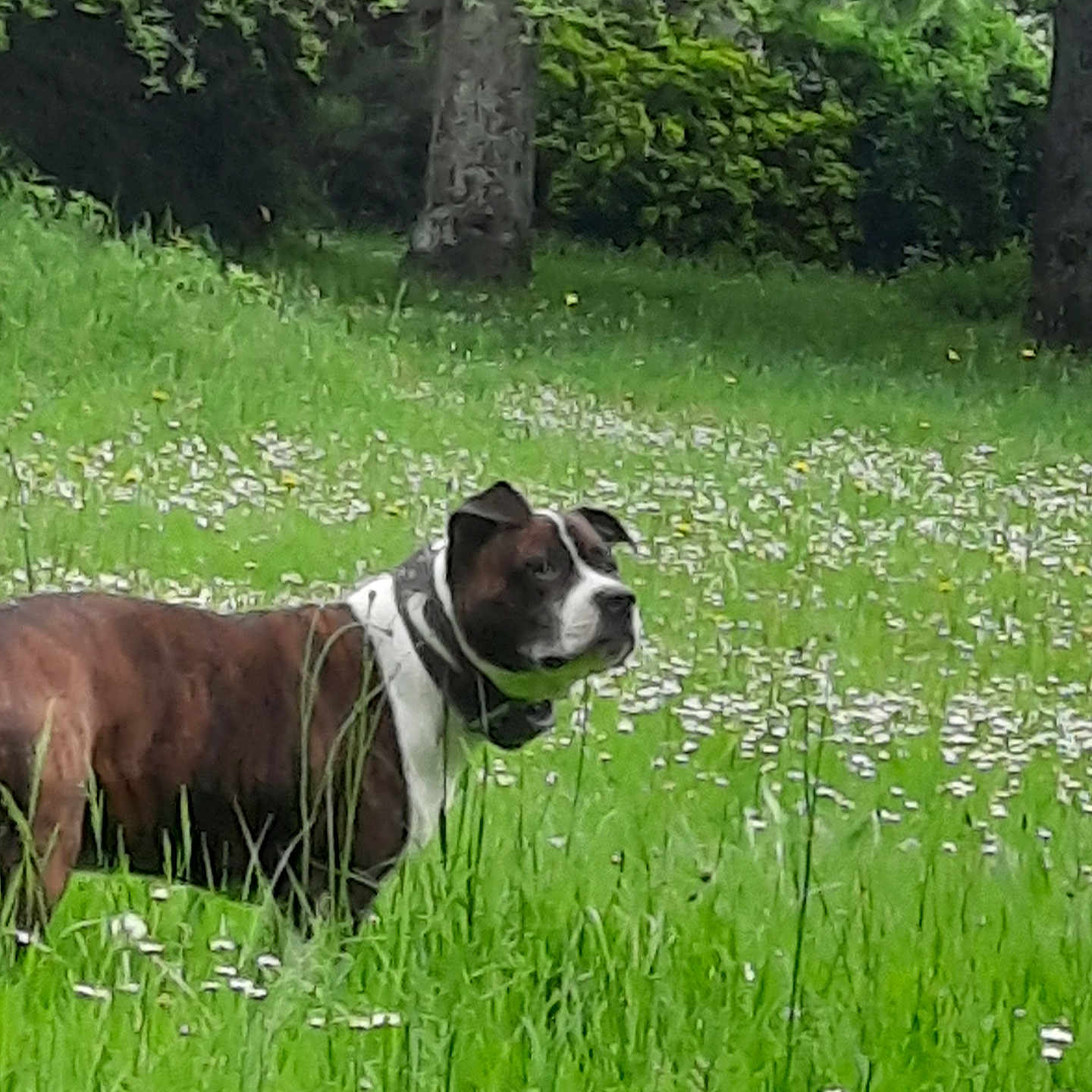 Jean François Graton a rejoint le concours — aidez-le/la à gagner de superbes lots ! alert, animal, brown, bushes, canine, collar, dog, field, flowers, grass, green, meadow, nature, outdoor, park, pet, spring, standing, trees, white
