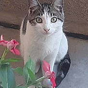 Kitty Baby is registered to the contest to win money with this photo: animal, background, cat, close_up, concrete, curious, ears, feline, flower, green_leaves, looking, nature, outdoor, pet, pink_flower, plant, sitting, tail, whiskers, white_and_gray_cat