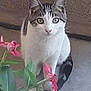 animal, background, cat, close_up, concrete, curious, ears, feline, flower, green_leaves, looking, nature, outdoor, pet, pink_flower, plant, sitting, tail, whiskers, white_and_gray_cat
