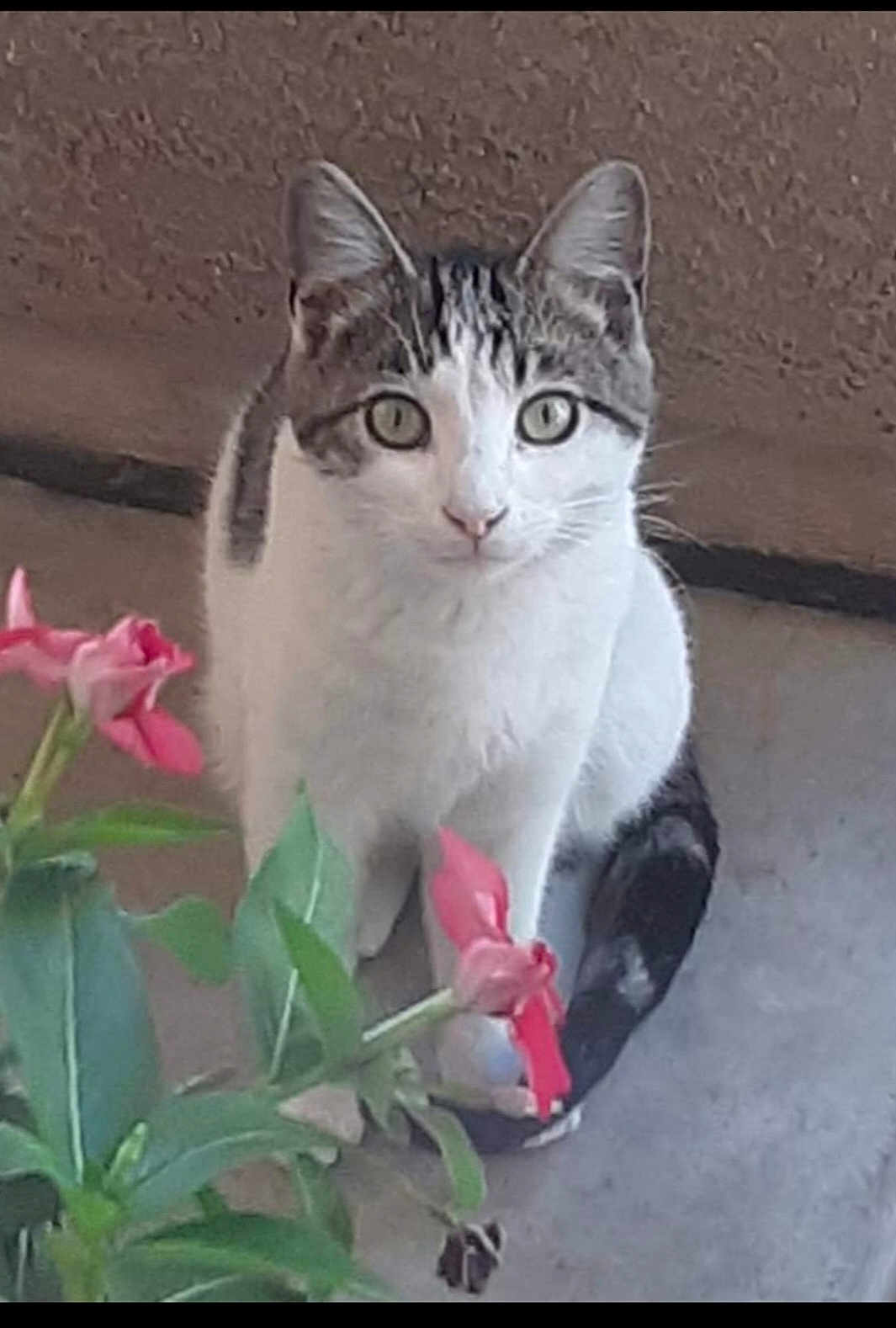 Kitty Baby is registered to the contest to win money with this photo: animal, background, cat, close_up, concrete, curious, ears, feline, flower, green_leaves, looking, nature, outdoor, pet, pink_flower, plant, sitting, tail, whiskers, white_and_gray_cat