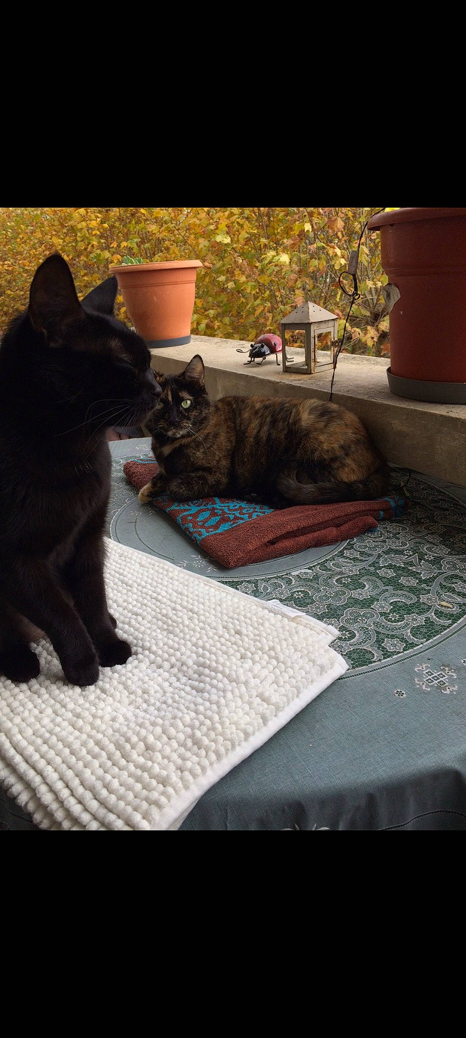 Tagada participe au concours pour gagner de l'argent avec cette photo : black_cat, bombay, carnivore, cat, comfort, domestic_short_haired_cat, felidae, flowerpot, fur, grass, grey, linens, plant, sitting, small_to_medium_sized_cats, sporting_group, tail, tints_and_shades, tree, whiskers