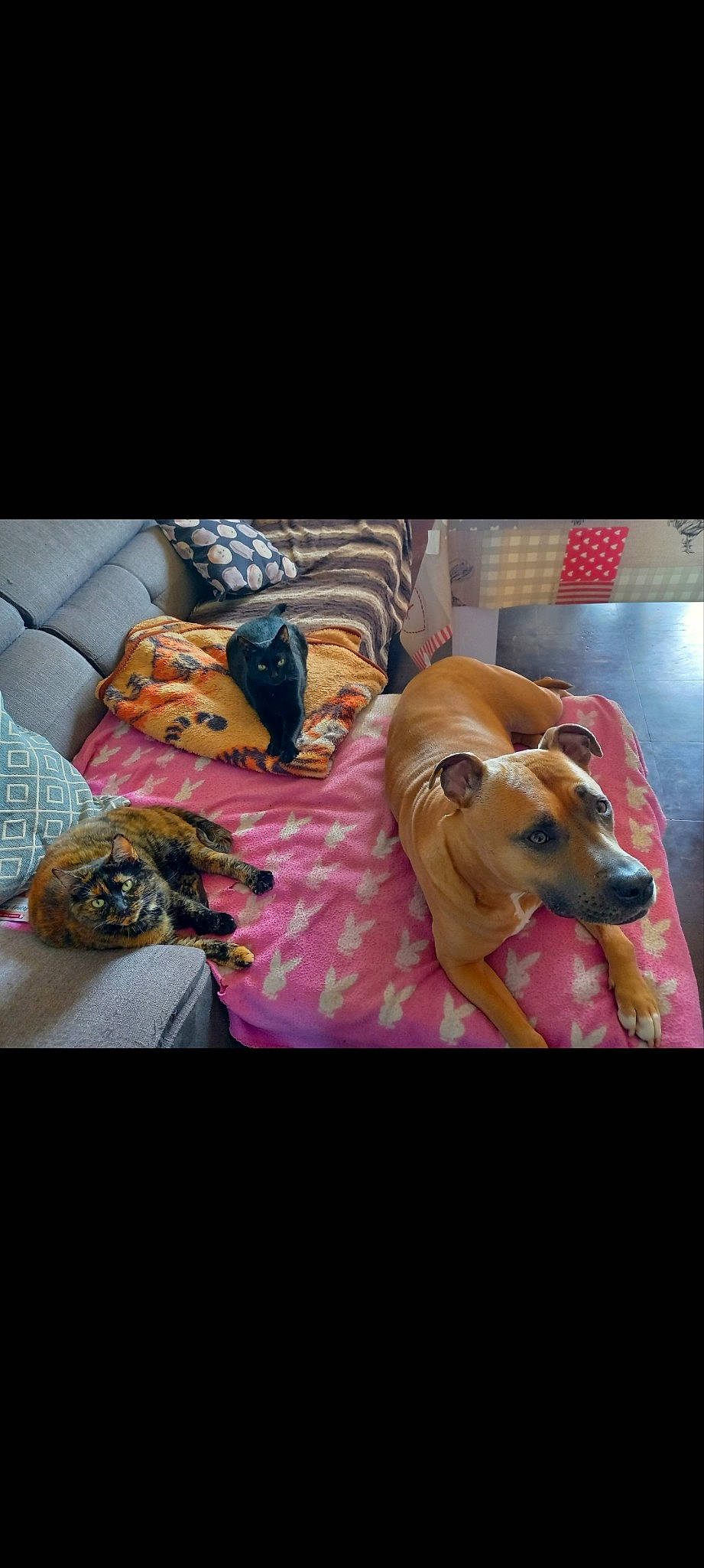 Tagada participe au concours pour gagner de l'argent avec cette photo : canidae, carnivore, comfort, companion_dog, dog, dog_breed, dog_supply, eyewear, fawn, fur, linens, pattern, paw, pet_supply, puppy_love, snout, sunglasses, toy_dog, vertebrate, working_animal