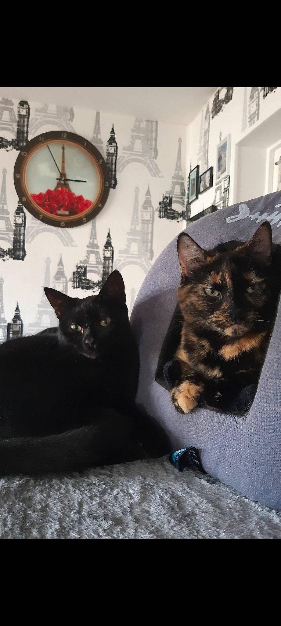 Tagada a rejoint le concours — aidez-le/la à gagner de superbes lots ! black_cat, carnivore, cat, comfort, domestic_short_haired_cat, door, felidae, fur, grey, mirror, monochrome_photography, ornament, picture_frame, sitting, small_to_medium_sized_cats, snout, tail, tree, whiskers, window