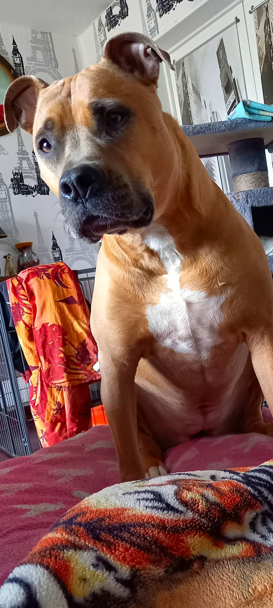 Nismo participe au concours pour gagner de l'argent avec cette photo : canidae, carnivore, collar, companion_dog, dog, dog_breed, dog_collar, dog_supply, fawn, fur, hunting_dog, liver, non_sporting_group, pet_supply, snout, sporting_group, whiskers, working_animal, working_dog