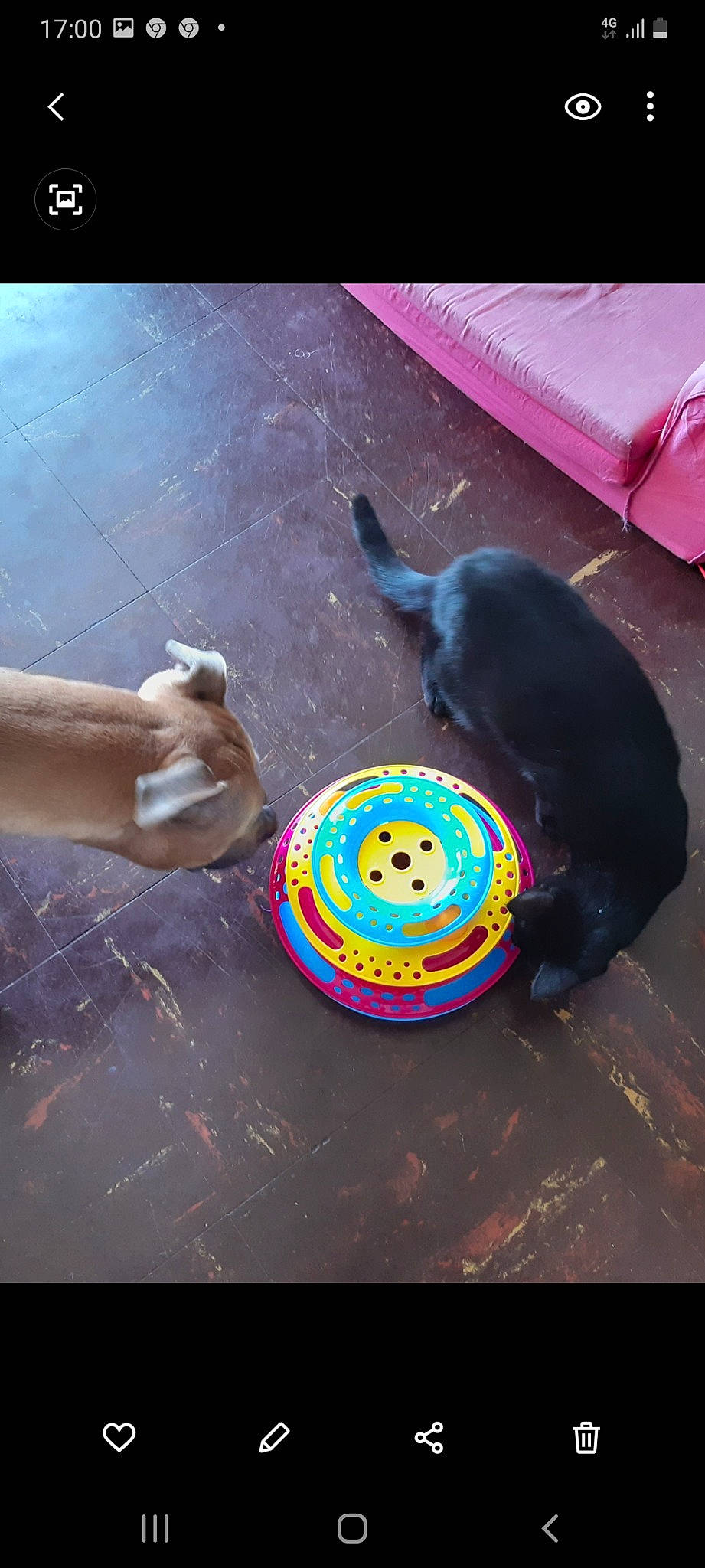 Nismo participe au concours pour gagner de l'argent avec cette photo : automotive_tire, ball, canidae, carnivore, circle, companion_dog, dog, dog_breed, electric_blue, flooring, nail, personal_protective_equipment, pet_supply, recreation, sports_toy, table, tail, toy, vertebrate, wrist