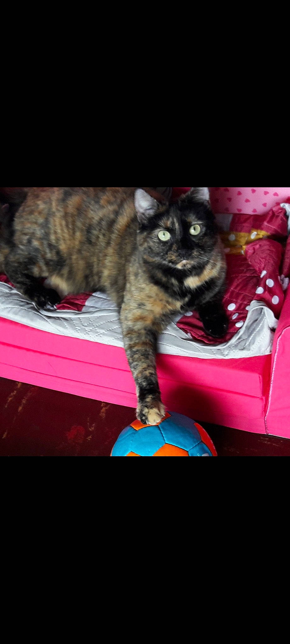 Paillette participe au concours pour gagner de l'argent avec cette photo : carnivore, cat, cat_supply, cat_toy, darkness, domestic_short_haired_cat, felidae, fur, magenta, organism, paw, photo_caption, rectangle, small_to_medium_sized_cats, snout, tail, terrestrial_animal, whiskers, wildlife, window