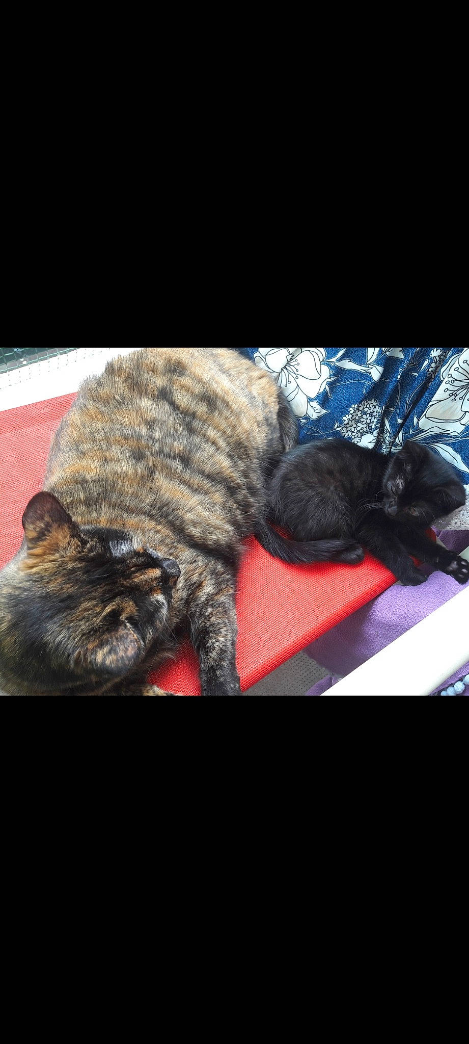 Paillette a rejoint le concours — aidez-le/la à gagner de superbes lots ! carmine, carnivore, cat, claw, comfort, darkness, domestic_short_haired_cat, electric_blue, felidae, fur, grey, mammal, organism, paw, small_to_medium_sized_cats, snout, tail, terrestrial_animal, vertebrate, whiskers