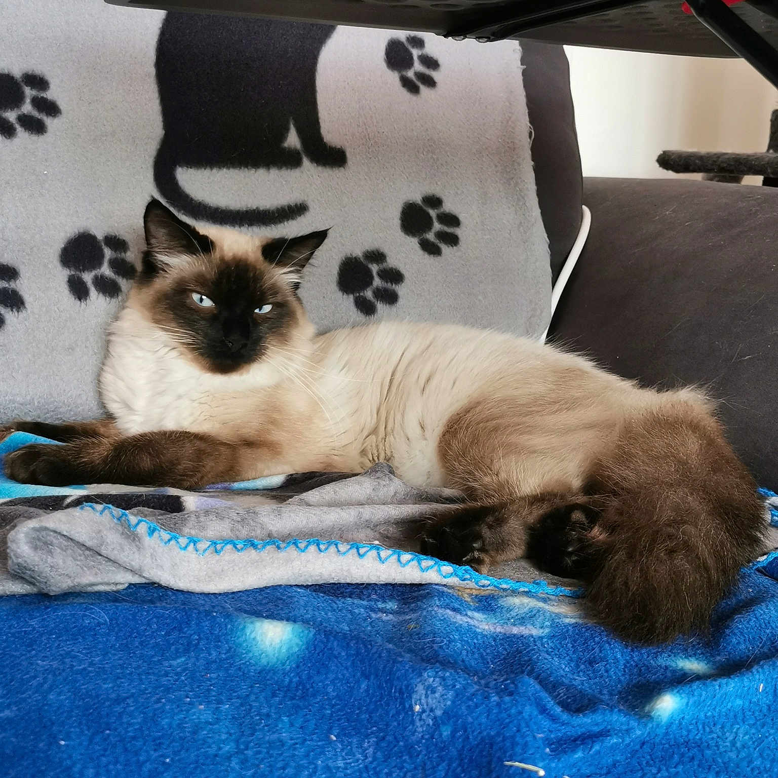 Peluche