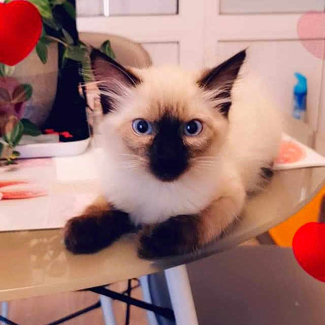 Peluche