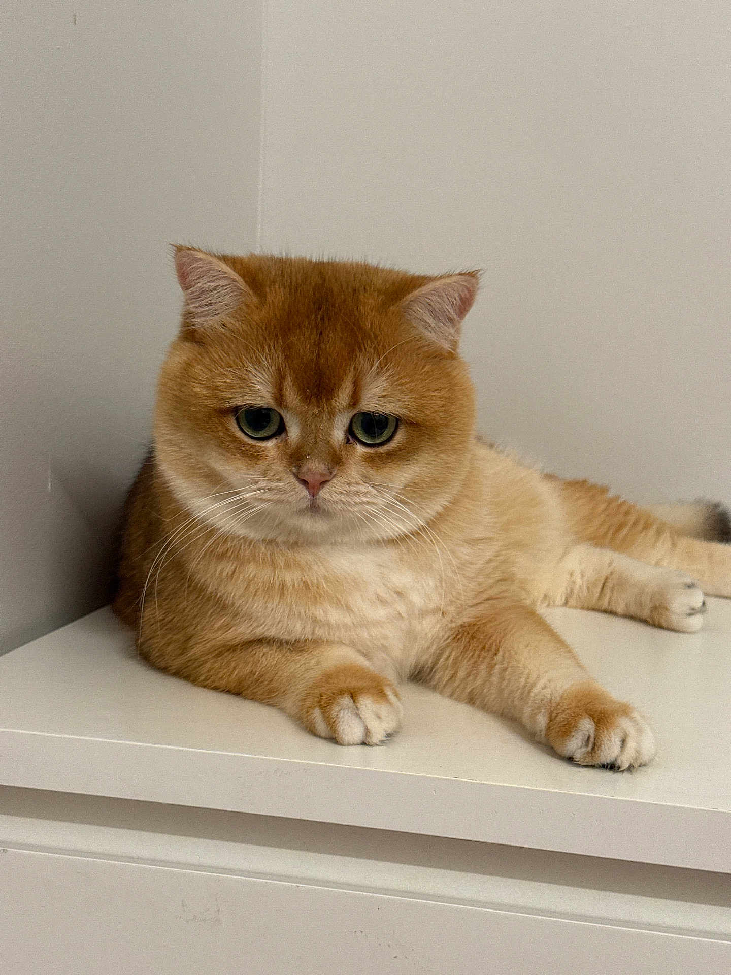 Peaches is registered to the contest to win money with this photo: cat, ginger_cat, fluffy, pet, animal, indoor, resting, cute, feline, fur, whiskers, paw, closeup, portrait, domestic_animal, relaxed, table, white_surface, ears, eyes