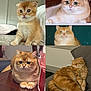 Peaches is registered to the contest to win money with this photo: cat, ginger_cat, kitten, sleeping_cat, cat_face, cute, pet, indoor, feline, fluffy, resting, table, couch, curious, wide_eyes, collage, orange_fur, domestic_cat, relaxed, animal