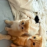 Peaches joined the competition — help win amazing prizes! adorable, animal, bed, blanket, cat, cozy, cute, family, feline, fur, indoor, kitten, mammal, orange, pet, resting, sleepy, soft, whiskers, white