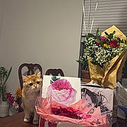 Peaches is registered to the contest to win money with this photo: cat, ginger_cat, flowers, gift_box, balloons, indoor, table, wooden_chairs, window, blinds, plants, bouquet, decor, curious, pets, home, celebration, floral_wrapping, pink, greenery