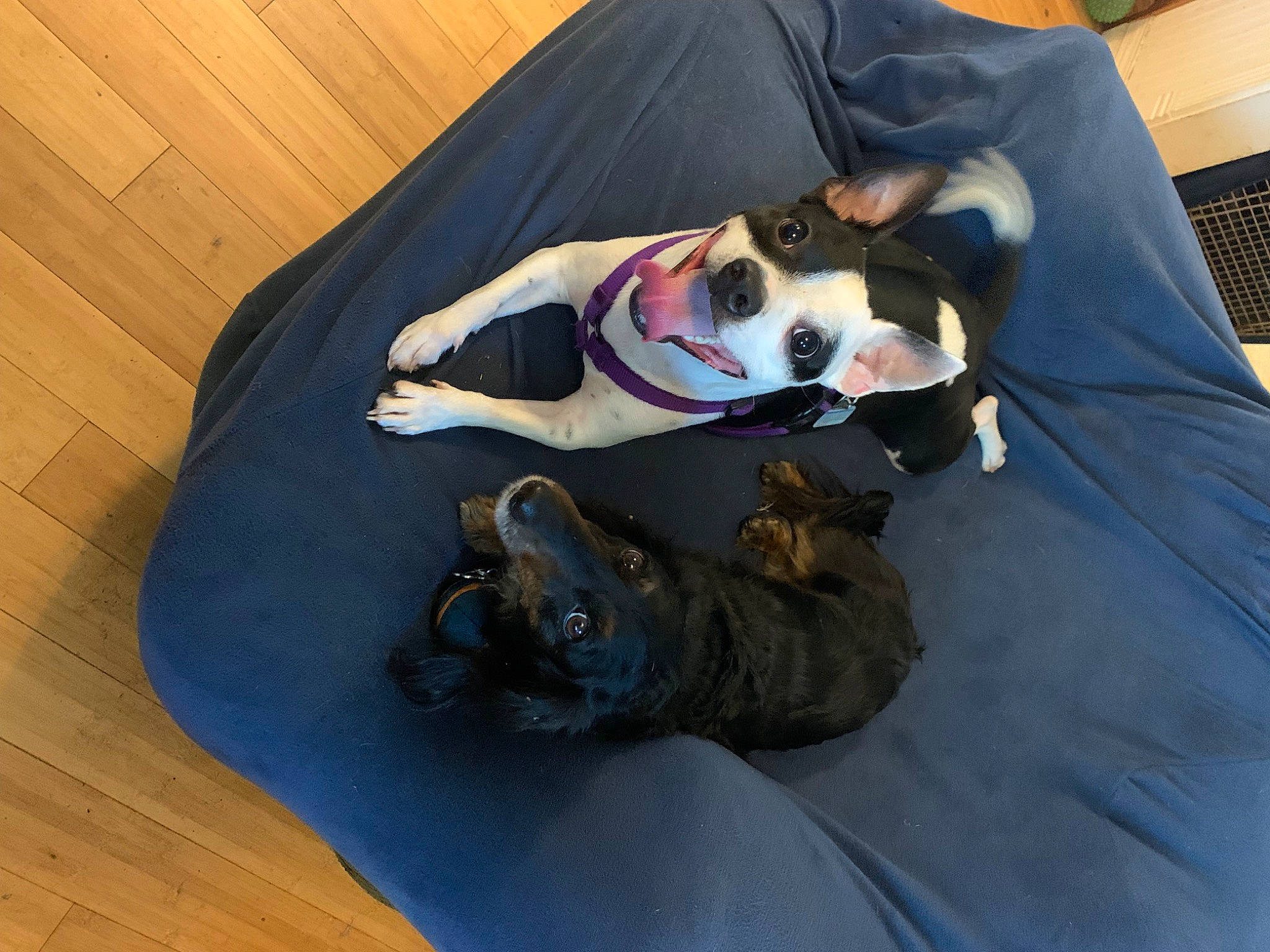 Ricky is registered to the contest to win money with this photo: canidae, carnivore, comfort, companion_dog, dog, dog_breed, dog_supply, eyewear, fawn, flooring, fur, goggles, hardwood, laminate_flooring, sporting_group, sunglasses, walking_shoe, wood, wood_flooring, working_animal