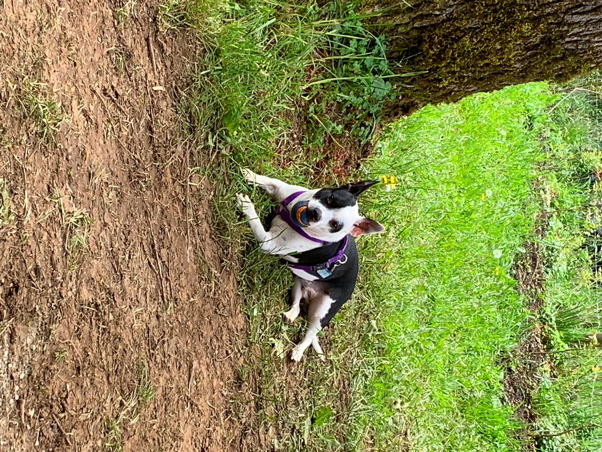 Ricky joined the competition — help win amazing prizes! adventure, carnivore, collar, companion_dog, dog, dog_breed, dog_collar, dog_supply, fawn, grass, groundcover, plant, recreation, shrub, soil, sporting_group, tail, tree, trunk, working_animal
