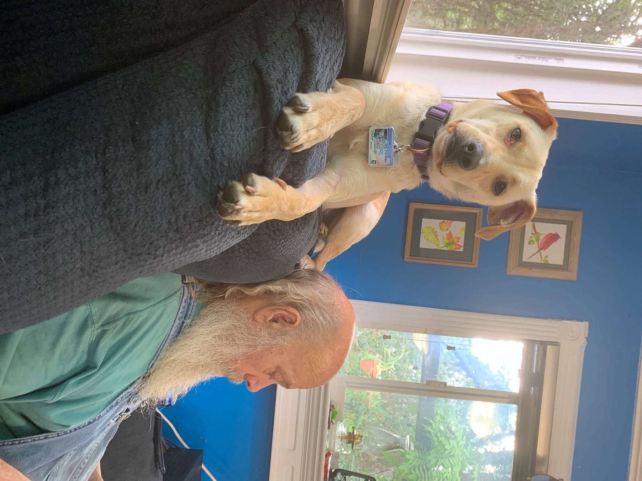 Biscuit is registered to the contest to win money with this photo: canidae, carnivore, companion_dog, dog, dog_breed, elbow, fawn, fur, gesture, houseplant, mammal, non_sporting_group, picture_frame, plant, room, sporting_group, t_shirt, vertebrate, window, wood