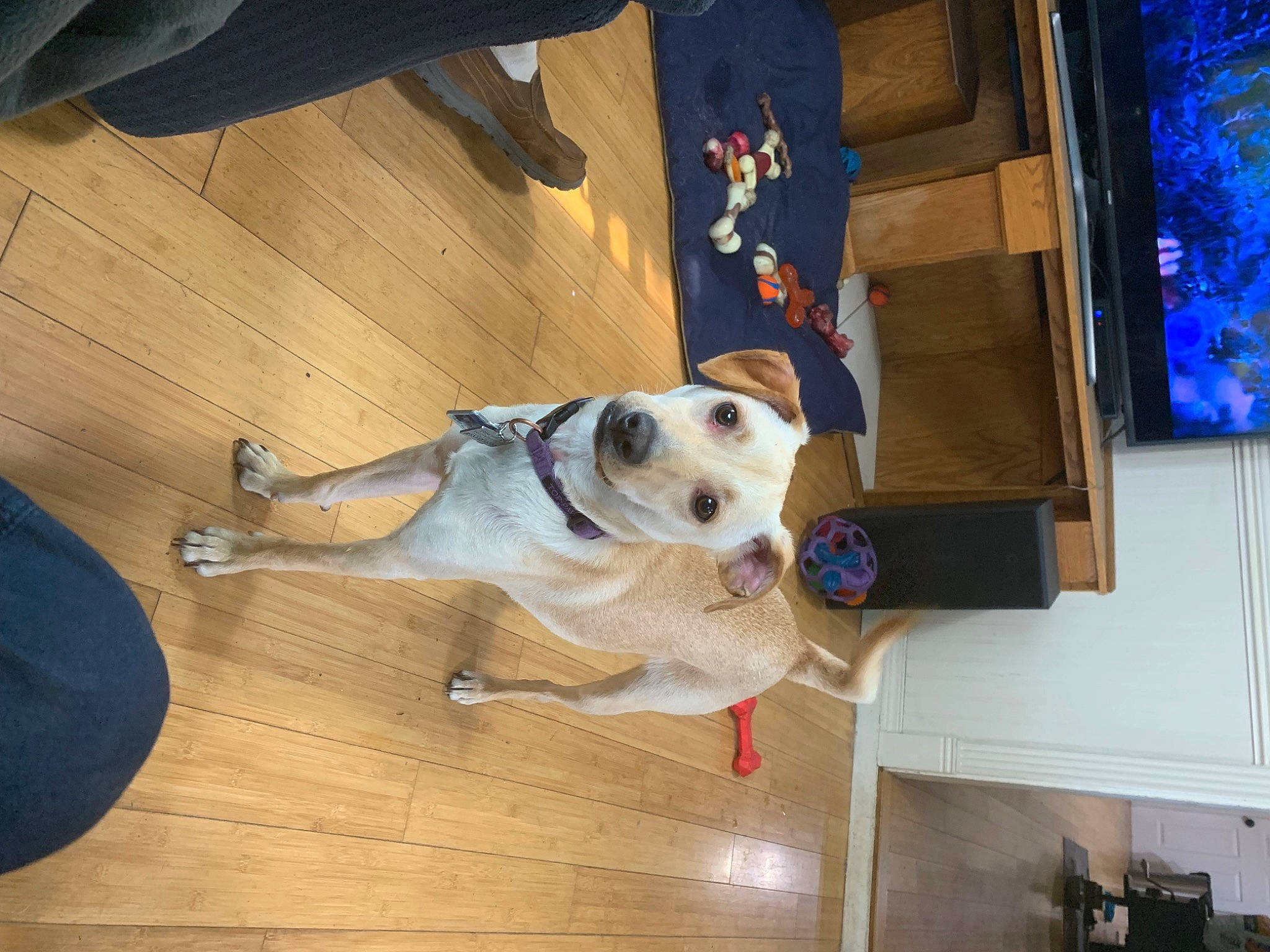 Biscuit joined the competition — help win amazing prizes! ball, canidae, carnivore, collar, companion_dog, dog, dog_breed, fawn, floor, flooring, hardwood, laminate_flooring, paw, pet_supply, sporting_group, tail, window, wood, wood_flooring, working_animal