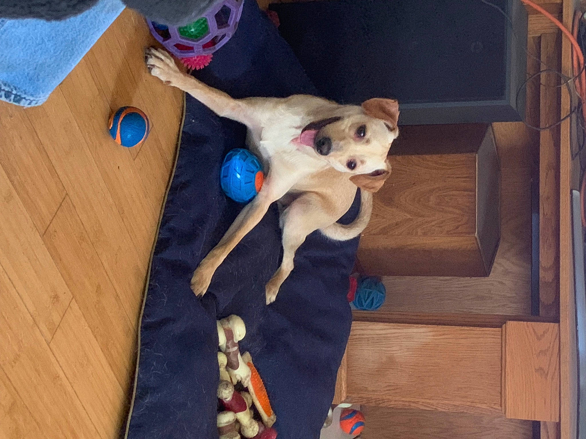 Biscuit joined the competition — help win amazing prizes! baby_toys, carnivore, companion_dog, dog_breed, fawn, felidae, flooring, fur, hardwood, linens, plush, room, small_to_medium_sized_cats, stuffed_toy, sunglasses, tail, toy, vertebrate, whiskers, wood