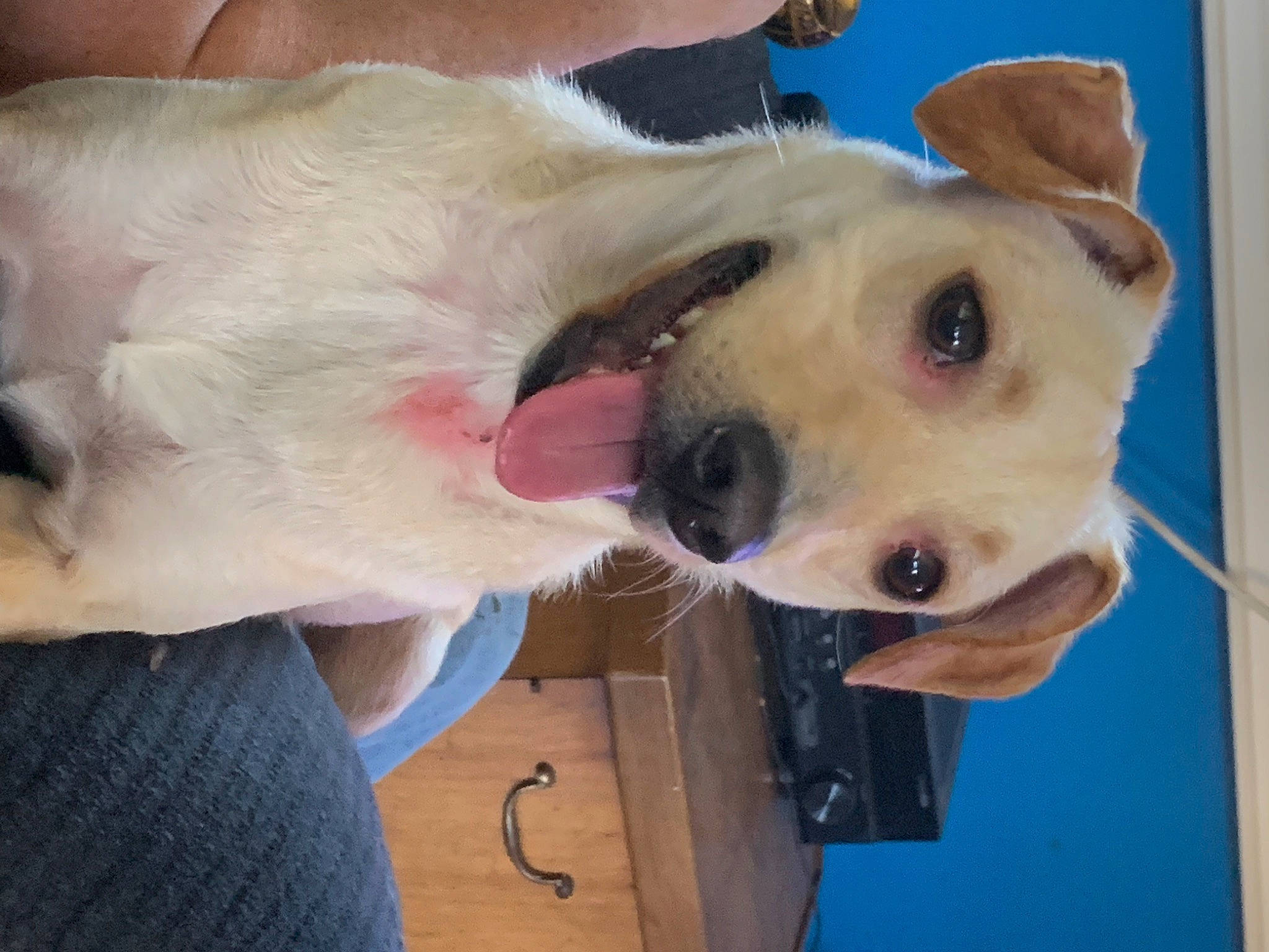 Biscuit joined the competition — help win amazing prizes! canidae, carnivore, collar, companion_dog, dog, dog_breed, dog_collar, ear, fawn, fur, gesture, jaw, non_sporting_group, nose, selfie, snout, sporting_group, throat, whiskers, working_animal