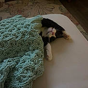 Pickles is registered to the contest to win money with this photo: kitten, cat, blanket, bed, stretching, cozy, indoor, furniture, knitted, cute, sleepy, pet, animal, paw, whiskers, relaxing, home, soft, comfort, rest