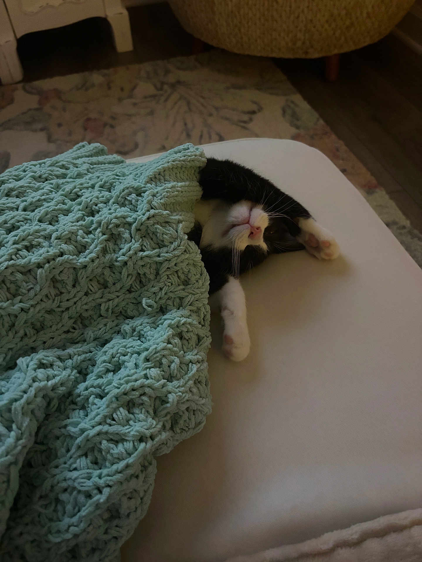 Pickles is registered to the contest to win money with this photo: kitten, cat, blanket, bed, stretching, cozy, indoor, furniture, knitted, cute, sleepy, pet, animal, paw, whiskers, relaxing, home, soft, comfort, rest