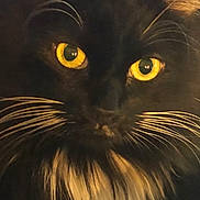 Jazzy is registered to the contest to win money with this photo: cat, black_cat, yellow_eyes, whiskers, close_up, fur, pet, animal, mammal, face, portrait, indoors, feline, cute, domestic_animal, fluffy, mustache, long_fur, majestic, mysterious