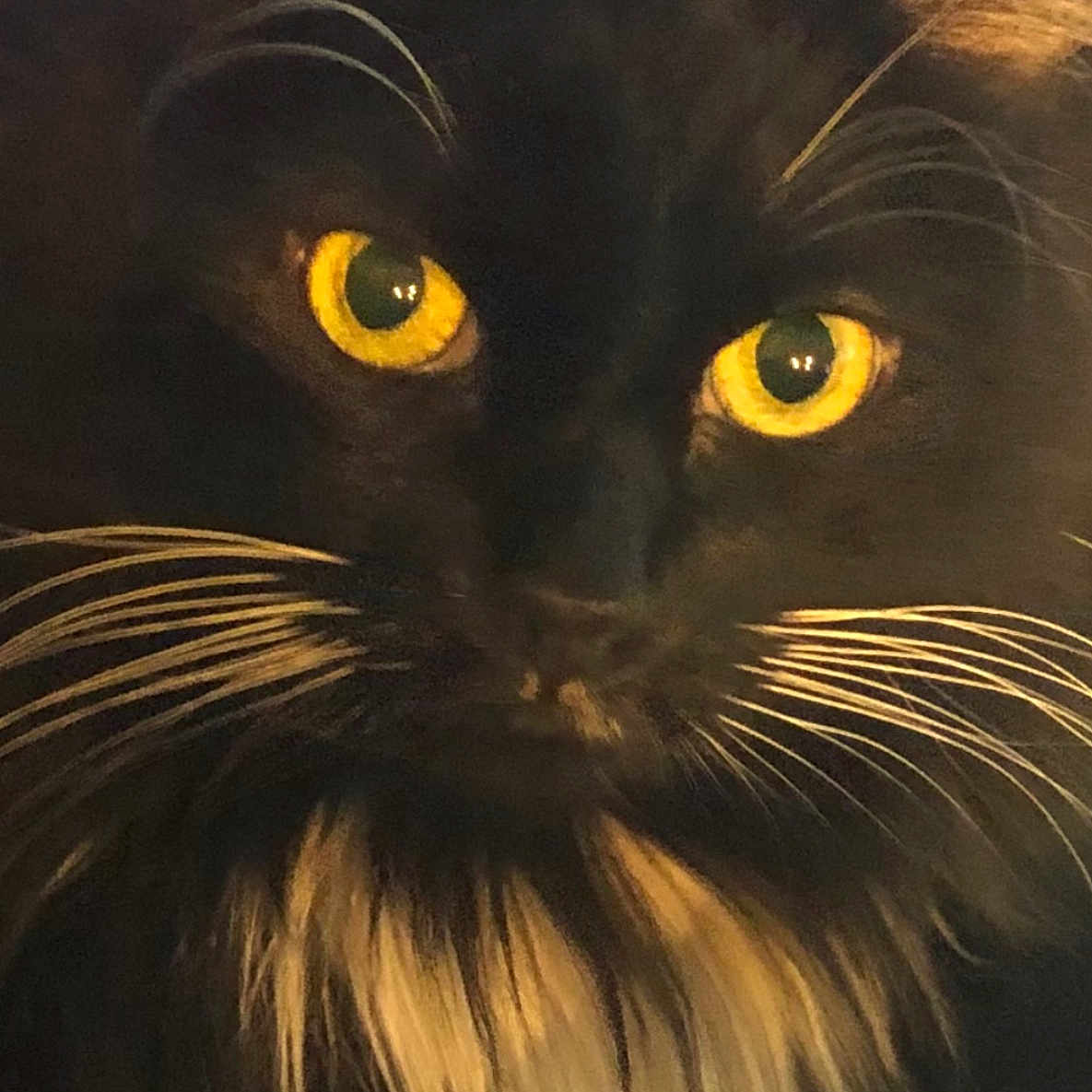 Jazzy is registered to the contest to win money with this photo: animal, black_cat, cat, close_up, cute, domestic_animal, face, feline, fluffy, fur, indoors, long_fur, majestic, mammal, mustache, mysterious, pet, portrait, whiskers, yellow_eyes
