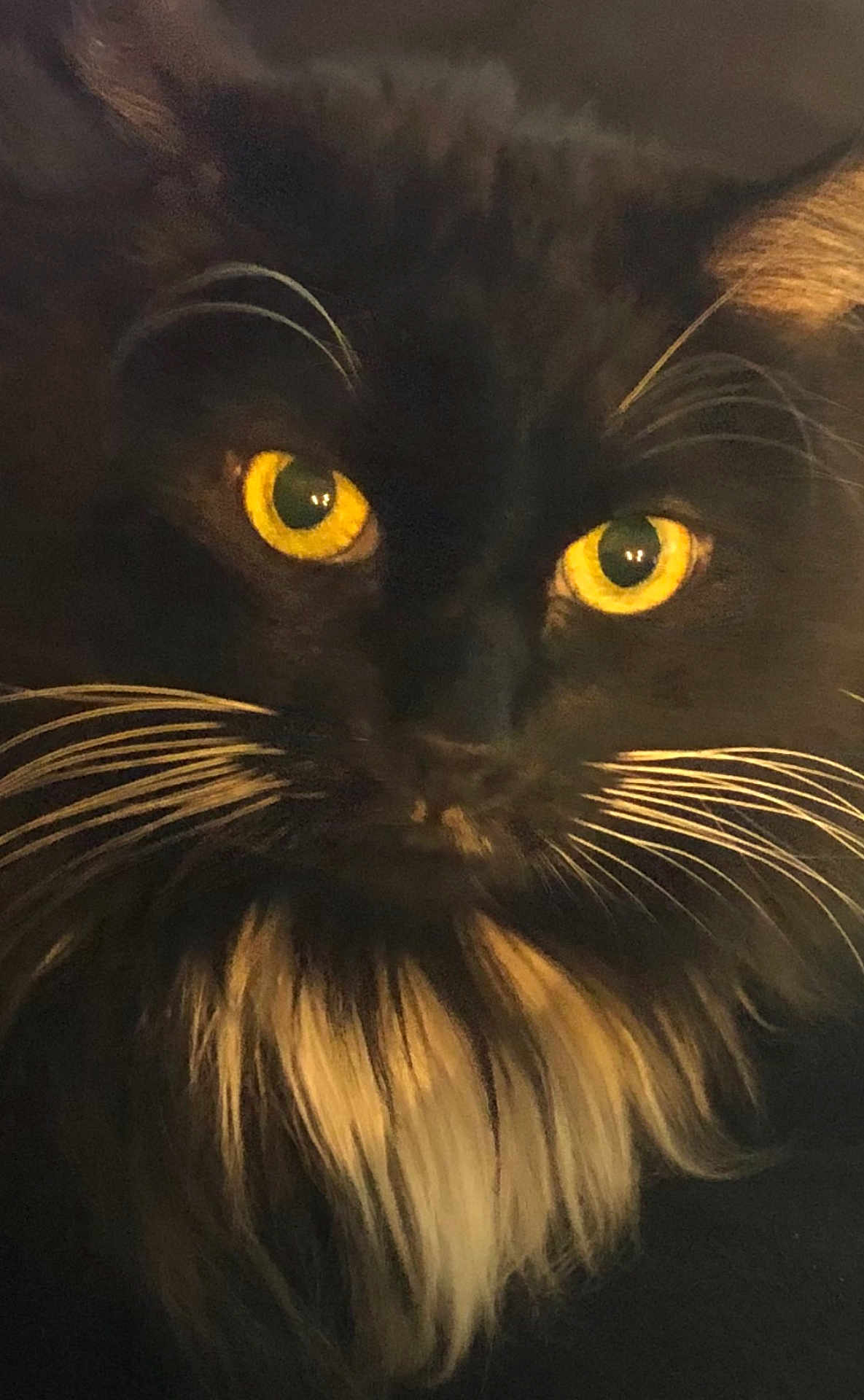 Jazzy is registered to the contest to win money with this photo: cat, black_cat, yellow_eyes, whiskers, close_up, fur, pet, animal, mammal, face, portrait, indoors, feline, cute, domestic_animal, fluffy, mustache, long_fur, majestic, mysterious