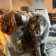 Rio Et Griotte a rejoint le concours — aidez-le/la à gagner de superbes lots ! animal, canine, cat, cavalier_king_charles_spaniel, couch, cozy, curious, dog, feline, friendship, fur, home, indoor, living_room, pet, quilt, seated, sniffing, tabby_cat, whiskers