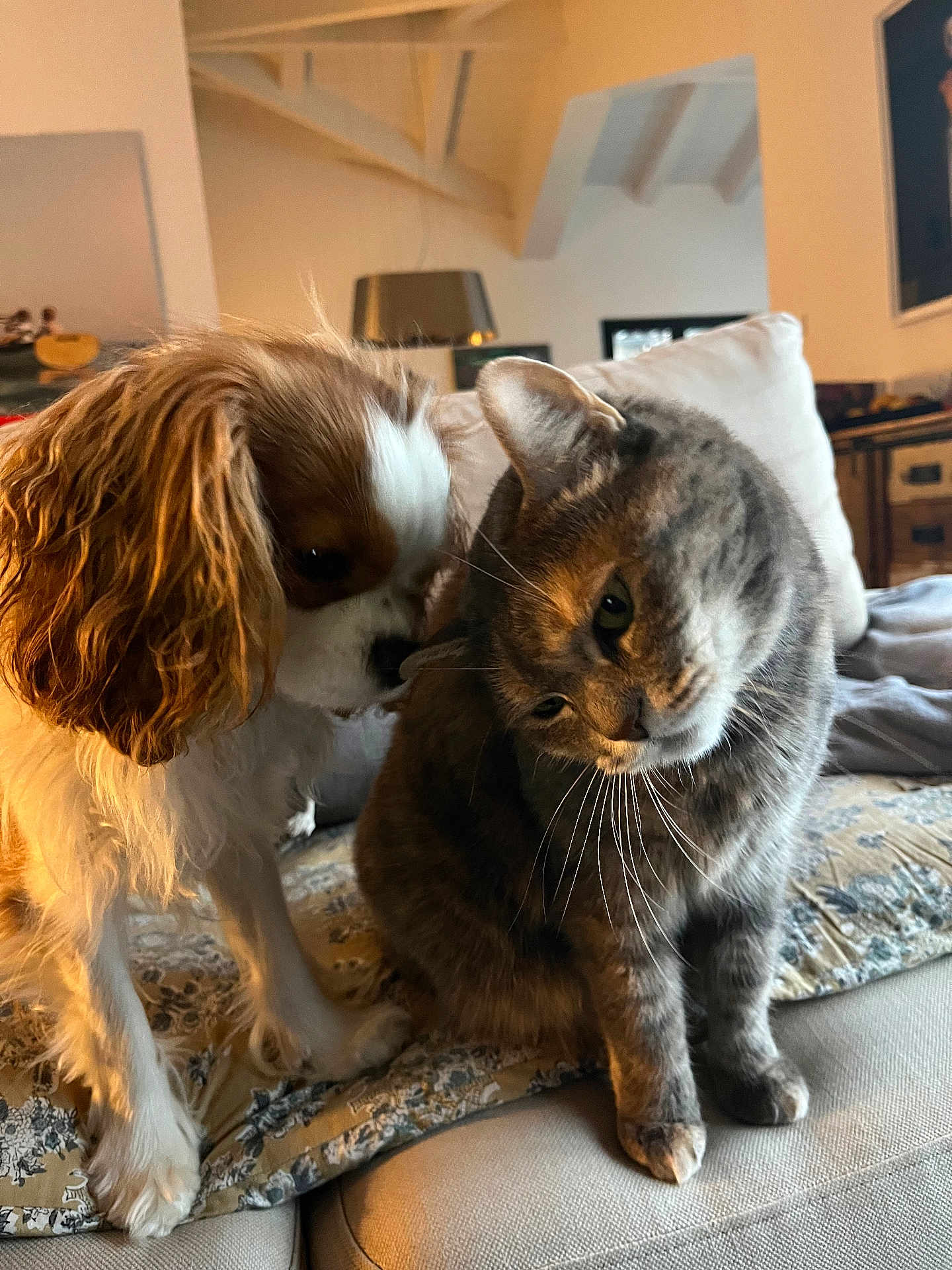 Rio Et Griotte a rejoint le concours — aidez-le/la à gagner de superbes lots ! animal, canine, cat, cavalier_king_charles_spaniel, couch, cozy, curious, dog, feline, friendship, fur, home, indoor, living_room, pet, quilt, seated, sniffing, tabby_cat, whiskers