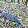 Opale a rejoint le concours — aidez-le/la à gagner de superbes lots ! animal, brown, canine, collar, curious, daylight, dog, forest, grass, gray, ground, leaves, moss, nature, outdoor, pet, sniffing, trees, walking, woodland