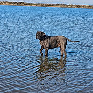 Opale a rejoint le concours — aidez-le/la à gagner de superbes lots ! animal, calm, canine, collar, daylight, dog, gray_dog, lake, landscape, mammal, nature, outdoor, pet, reflection, ripples, serene, shoreline, sky, standing, water