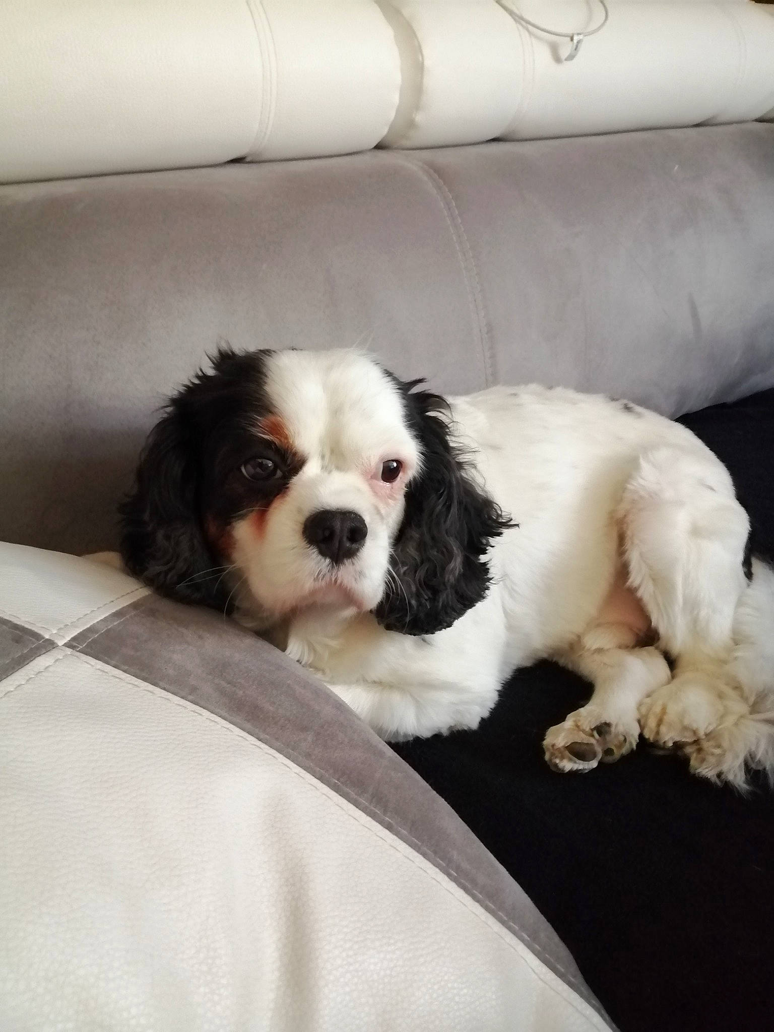 Gribouille participe au concours pour gagner de l'argent avec cette photo : canidae, carnivore, cavachon, cavalier_king_charles_spaniel, cavapoo, cocker_spaniel, companion_dog, dog, dog_breed, king_charles_spaniel, mammal, phalene, puppy, puppy_love, rare_breed_dog, snout, spaniel, sporting_group, toy_dog, vertebrate