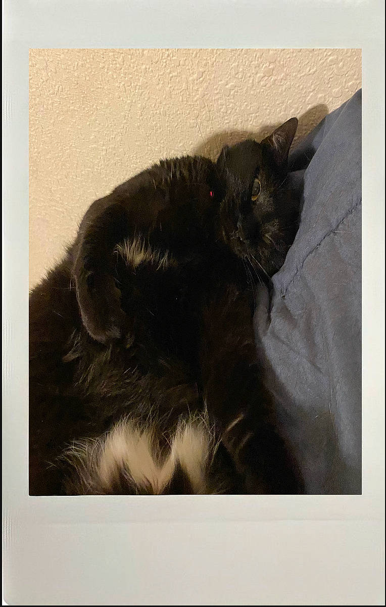 Shadows joined the competition — help win amazing prizes! art, black_cat, carnivore, cat, claw, comfort, domestic_short_haired_cat, felidae, fur, monochrome_photography, paw, photo_caption, rectangle, room, small_to_medium_sized_cats, square, tail, terrestrial_animal, whiskers, window