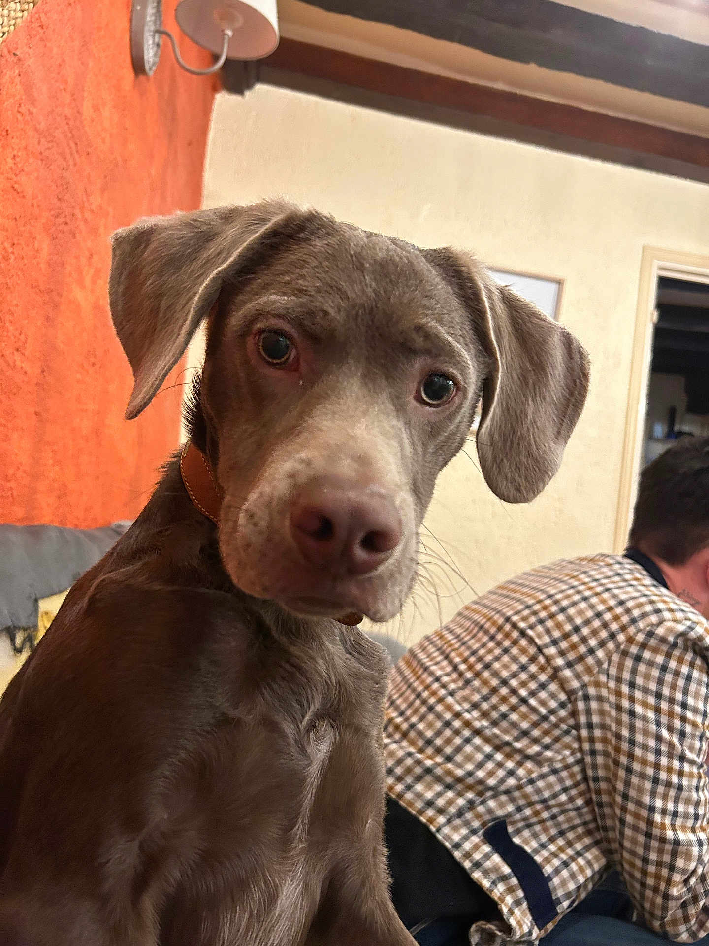 Volt a rejoint le concours — aidez-le/la à gagner de superbes lots ! dog, indoor, person, checkered_shirt, brown_fur, ears, face, curious, pet, collar, wall, lamp, sofa, cozy, portrait, close_up, human, seated, background, furniture