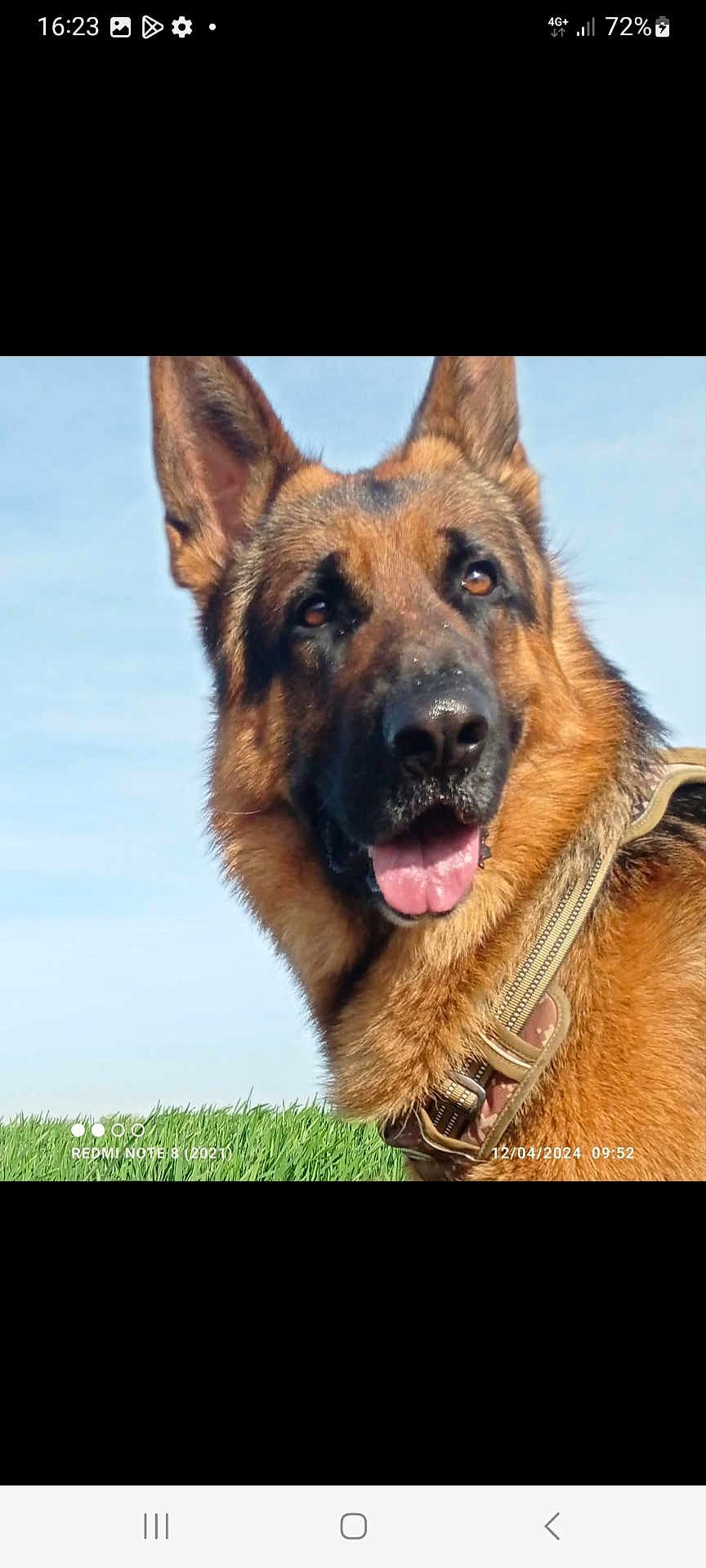 Sirius a rejoint le concours — aidez-le/la à gagner de superbes lots ! dog, german_shepherd, outdoor, grass, sky, pet, animal, canine, portrait, happy, tongue_out, fur, ears, harness, nature, daylight, closeup, muzzle, watchful, alert