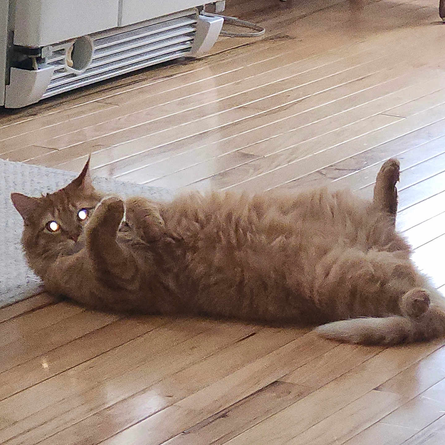 Milo is registered to the contest to win money with this photo: animal, appliance, cat, chair_leg, cute, domestic, feline, flooring, fluffy, fur, home, indoor, lying_down, orange_cat, paws, pet, relaxed, resting, whiskers, wooden_floor