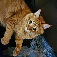 Milo joined the competition — help win amazing prizes! cat, orange_tabby, pet, feline, indoor, curious, fur, whiskers, chair, carpet, bare_feet, relaxed, looking_up, domestic_animal, mammal, cute, animal, household, cozy, companion